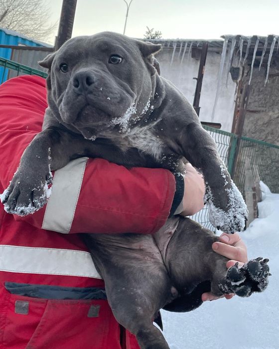 Щенки американский булли