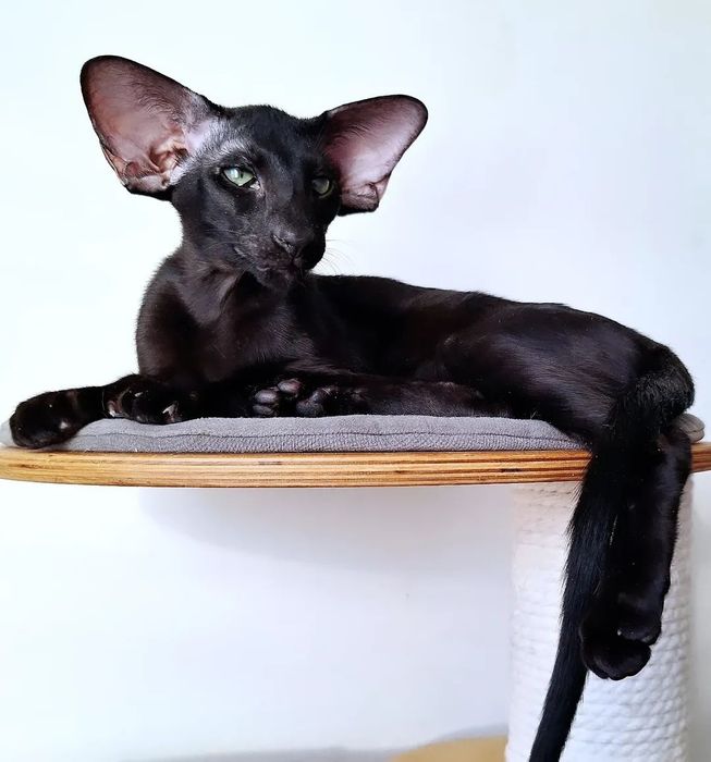 Ориентальный котёнок