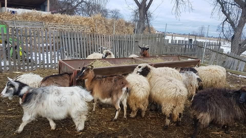 100 de oi si capre la un loc