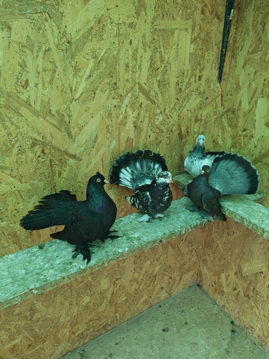 Porumbei roller de cluj