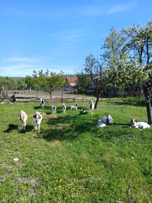 Vând capre și iezi din rasa boer