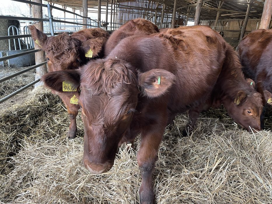 De vanzare Red Angus