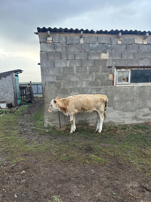 Бұзау сатамын 6 айлык