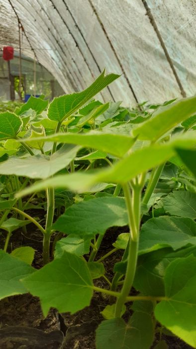 Павлоня каламча нихоллари шантон  гибрид