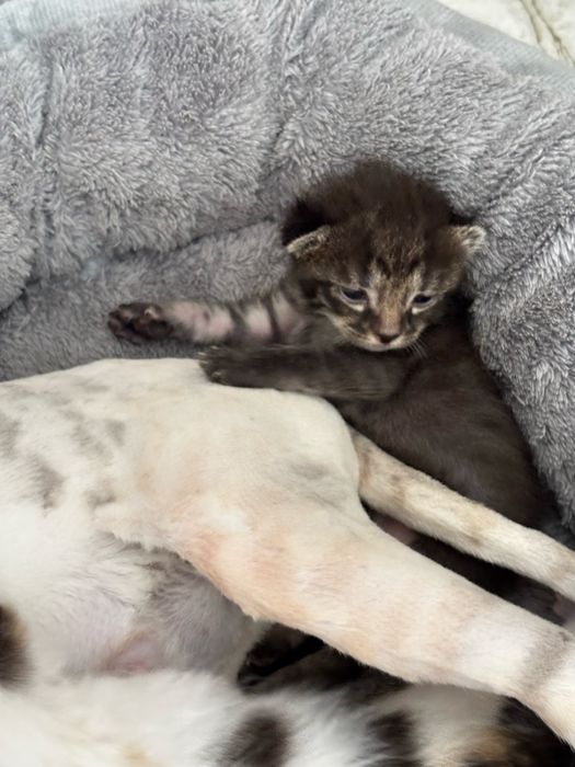Котятки маленькие