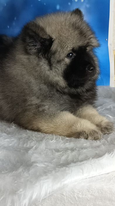 Вольф шпицы девочки