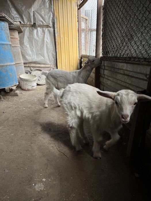 Продам Зааненский козы