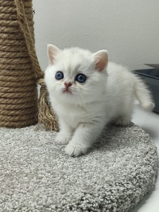 Очаровательные КотЯтА