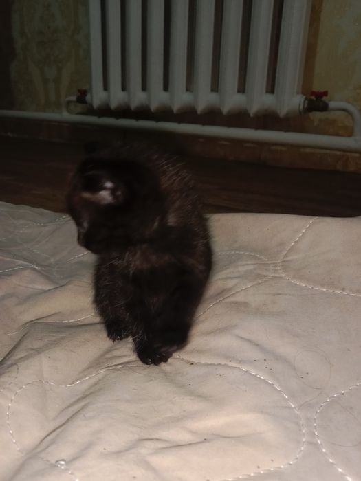 Отдам котенка, девочку
