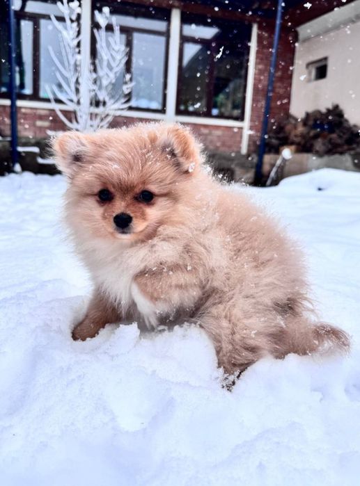 Продаются щенки малого немецкого шпица