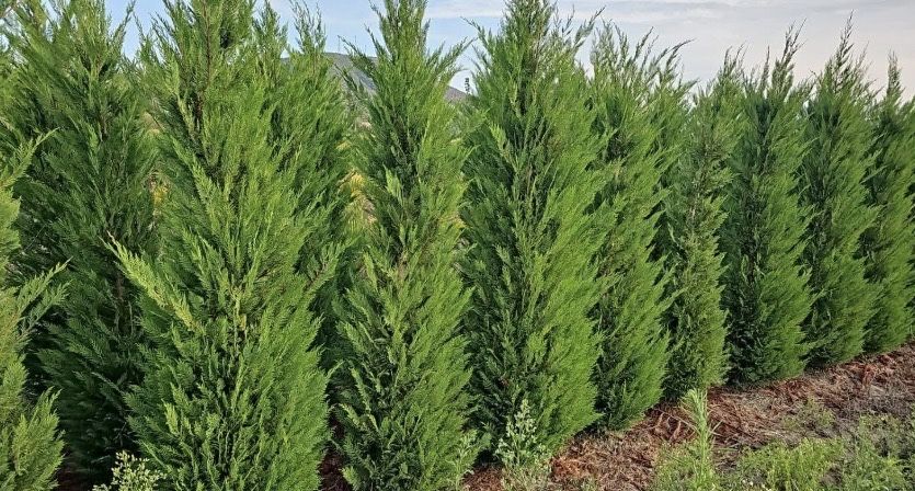 Leylandii de vânzare – ideal pentru gard viu.