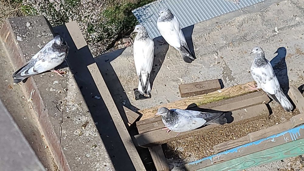 ИНДОПАКИСТАНСКИЕ Высоко-долголётные игровые ГОЛУБИ