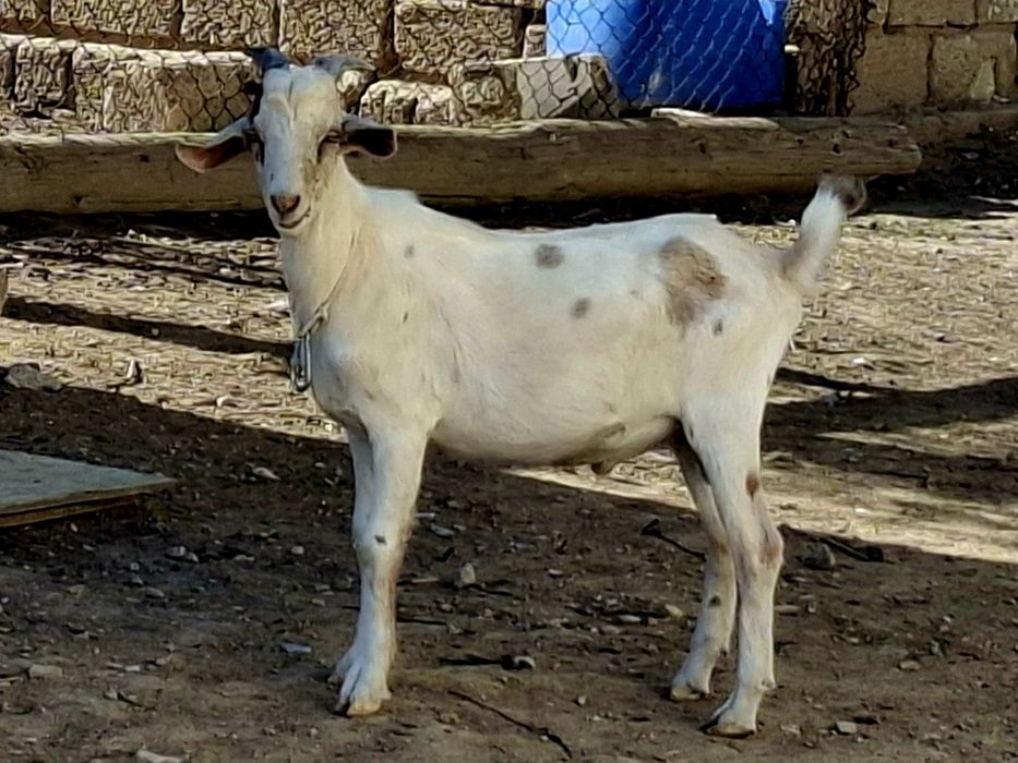 Занен нуб теке аралас