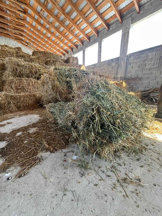 Vând baloți de lucernă – Piatra Neamț și împrejurimi