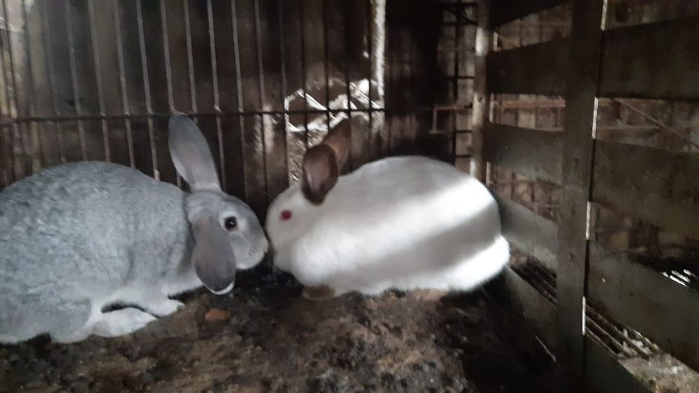 Продаются кролики
