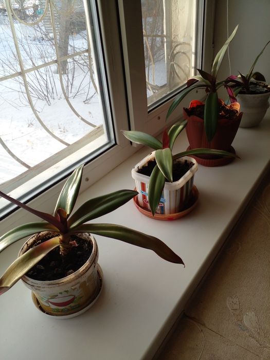 Комнатные растения