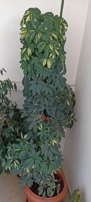 Шефлера и бенджамин