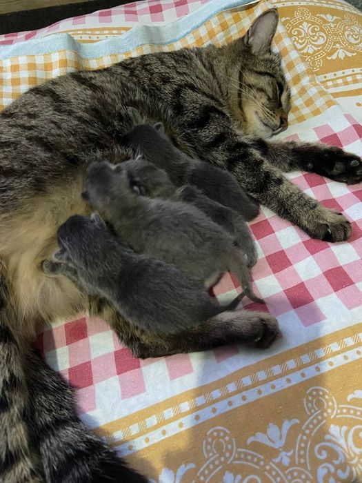 Mushukchalar hadyaga bariladi Sundan chiqqandan keyin ranglari seriy