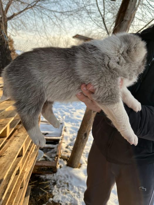 Продам алабай девочку 29 дней