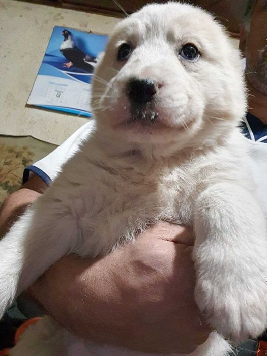 Продавам кученца Алабай(Средноазиатска овчарка)Чистокръвни!