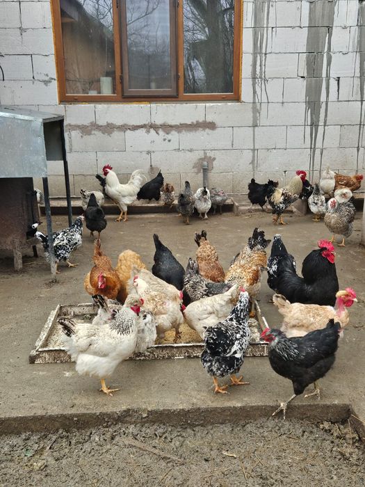 Vând oua pt incubat sau consum