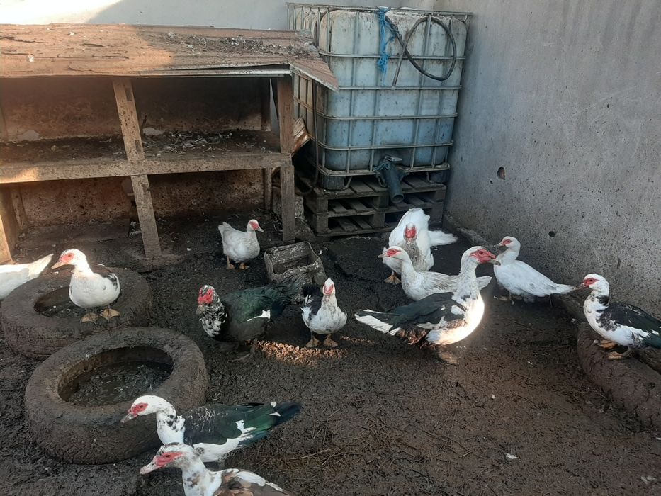 Rațe leșești(mute]