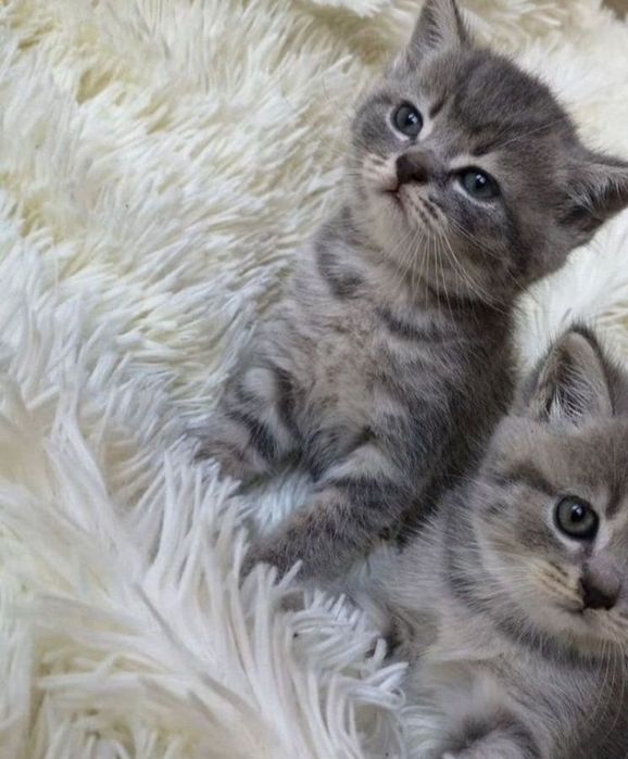 Мальчики котята ждут свой дом