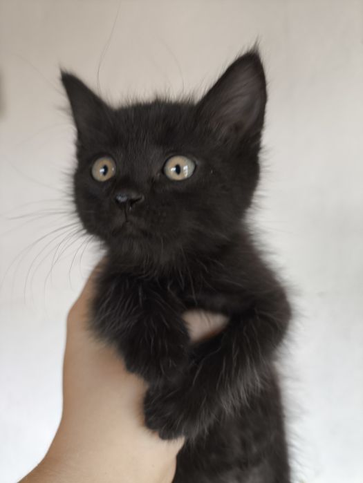 Котята ищут хозяев