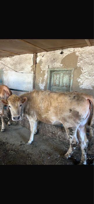 Коровы бычки на откорме