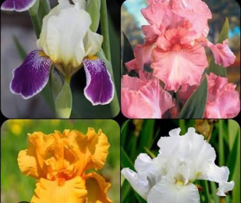 Ирис/Перуника за вашата градина