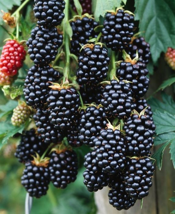 Къпина Черен сатен-(без бодли)