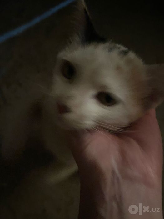 Кошка, 5-6 месяцев девочка