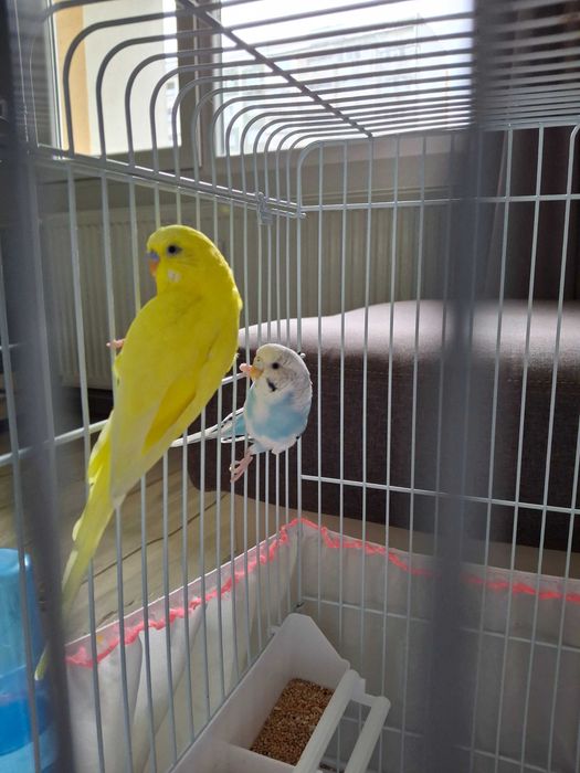 Две вълнисти папагалчета с голяма клетка и пълно оборудване
