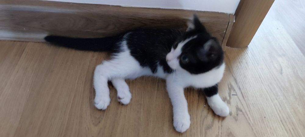 Отдам котенка бесплатно, 2 месяца