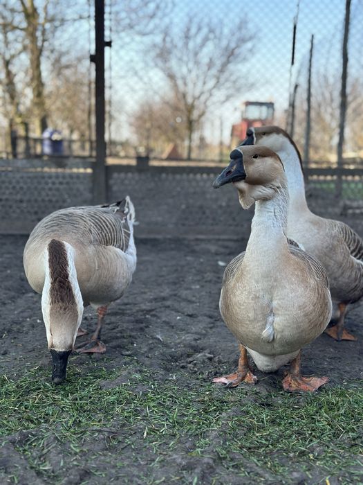 Oua de gasca africana