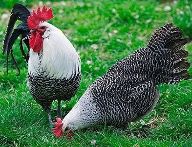 Бельгийская порода брекель серебристый