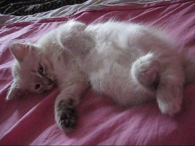 Порода: Невская Маскарадная, окрас Silver Point.