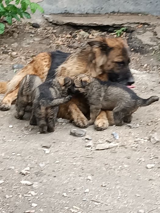 Продам щенков немецкой овчарки