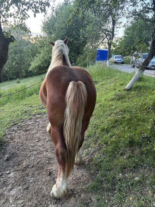 De vanzare de 2 ani