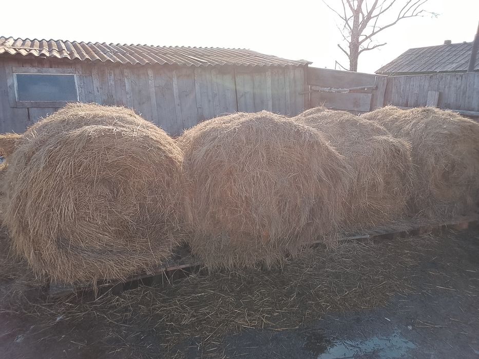 Продам сено хорошое