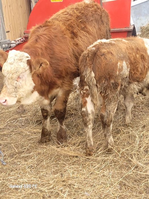 Vitica baltata românească frumoasa 6 luni  din vaci bune de lapte