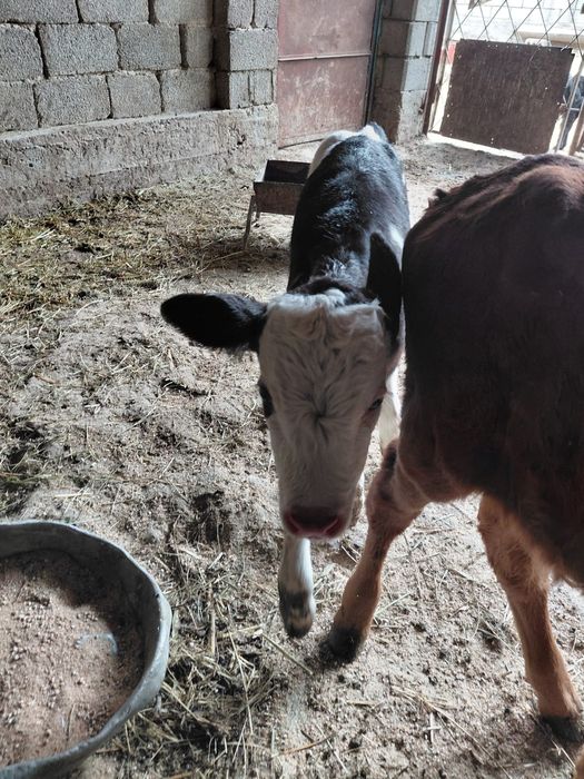 Бұзаулар бар сатылады