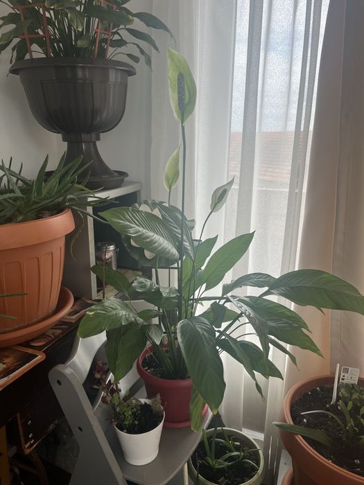 Vand flori in ghiveci