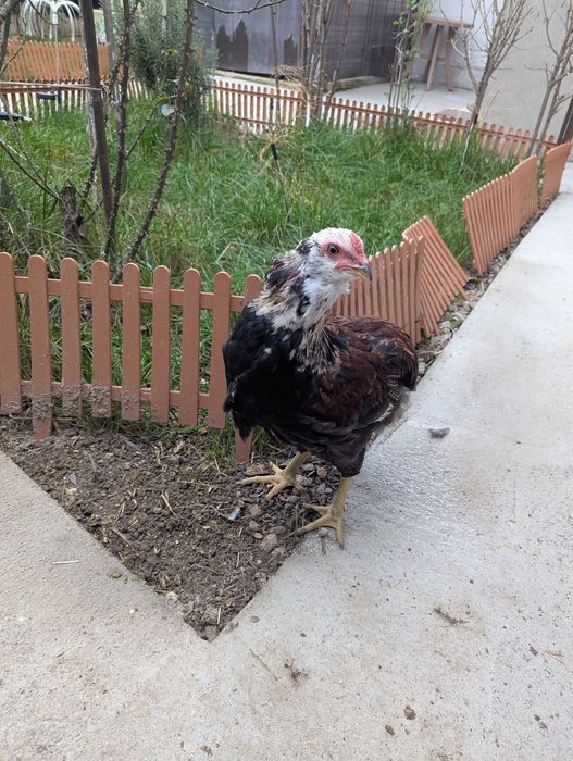 De vânzare cocos araucana