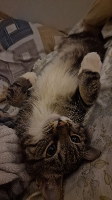 Отдам кота за коробку шоколада