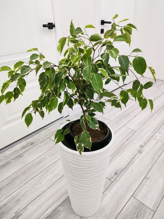 Комнатные цветы, доставка