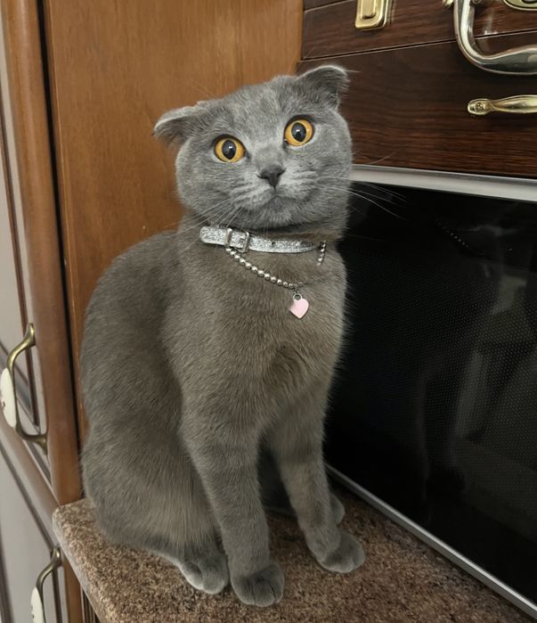 Вязка шотландской кошечки  скоттиш-фолд