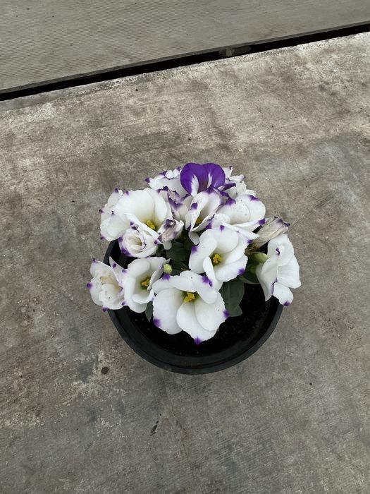 Саженцы эустомы , ирланская роза