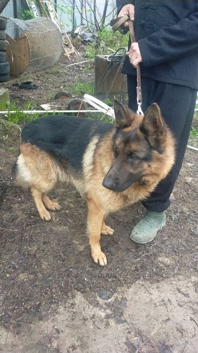 Кобель ищет невесту