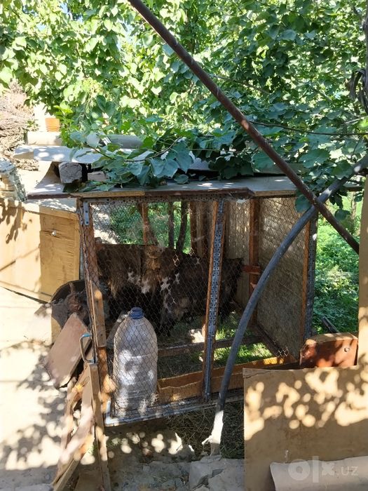 Tovuq katak va muzlatgich sotilari